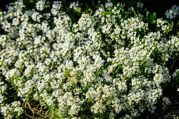 Many White Flowers Lobularia Maritima Commonly Known Sweet Alyssum Sweet — Stock Photo, Image