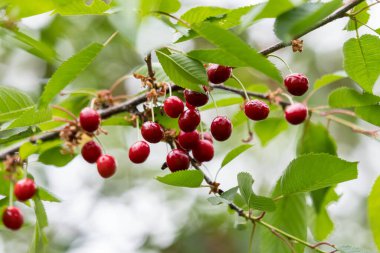 Olgun, taze kırmızı kirazlar ve yeşil yapraklar, güneşli bir yaz gününde bahçedeki bir ağaç bahçesinde, güzel bir açık hava arka planında, yumuşak bir odak ile çekilmiş.