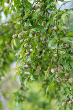 Bir yaz günü meyve bahçesinde taze meyveler ve yeşil şeftali yaprakları olan bir dal, güzel açık hava yeşil arka planı yumuşak odaklı fotoğraflanmış.