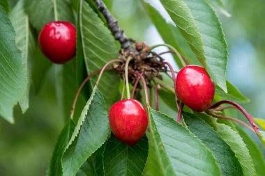 Olgun, taze kırmızı kirazlar ve yeşil yapraklar, güneşli bir yaz gününde bahçedeki bir ağaç bahçesinde, güzel bir açık hava arka planında, yumuşak bir odak ile çekilmiş.