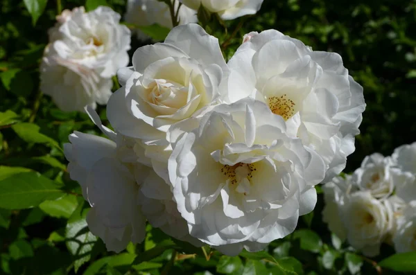 Gran Arbusto Verde Con Delicadas Rosas Blancas Frescas Plena Floración —  Fotos de Stock
