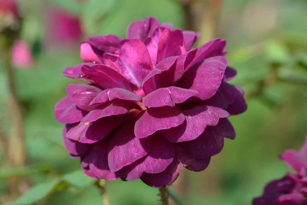 Grande Cespuglio Verde Con Una Fresca Delicata Rosa Viola Vivida — Foto Stock