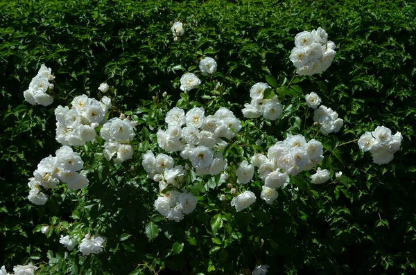 Büyük yeşil çalı ve taze beyaz güller yaz bahçesinde, doğrudan güneş ışığı altında, bulanık yeşil yapraklar, güzel açık hava çiçek arkaplanı fotoğraflanmış