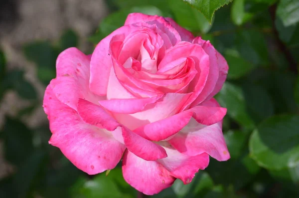 Великий Зелений Кущ Однією Свіжою Яскраво Рожевою Трояндою Повному Розквіті — стокове фото