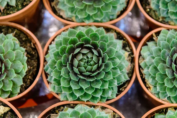 Vista Superior Muitas Plantas Suculentas Verdes Pequenas Com Folhas Frescas — Fotografia de Stock