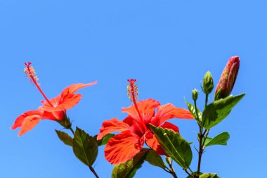 Isola Bella 'da, Kuzey İtalya' daki Maggiore Gölü 'nün yanında güneşli bir yaz gününde, açık mavi gökyüzüne doğru açan iki büyük ve canlı kırmızı amber çiçeği.
