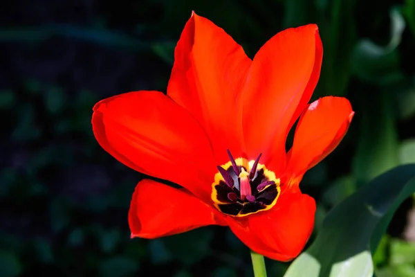 Primer Plano Delicado Tulipán Rojo Plena Floración Soleado Jardín Primavera — Foto de Stock