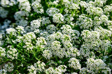 Lobularia maritima 'nın birçok beyaz çiçeği, genellikle tatlı alyssum ya da tatlı Alison olarak bilinir, güneşli bir bahar gününde, bir bahçede, güzel bir açık hava çiçekli arka planda.