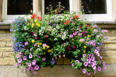 İskoçya 'da bir pencerenin önünde sergilenen büyük bir bahçe çanağında yaz çiçeklerinin karışımı güzel pembe, mavi, kırmızı ve beyaz petunyalar, fuşyalar, sardunyalar ve diğer dekoratif bitkiler.
