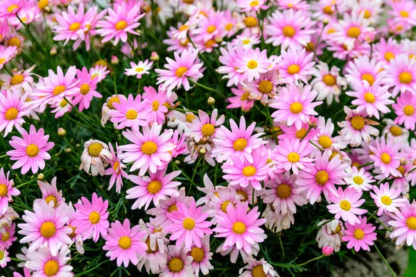 Molti Vivaci Fiori Rosa Bianco Leucanthemum Vulgare Noti Come Margherita — Foto Stock