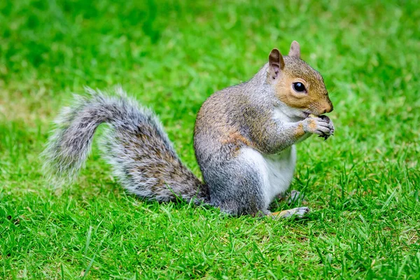 One small squirrel looking for food in green grass in a summer day in park