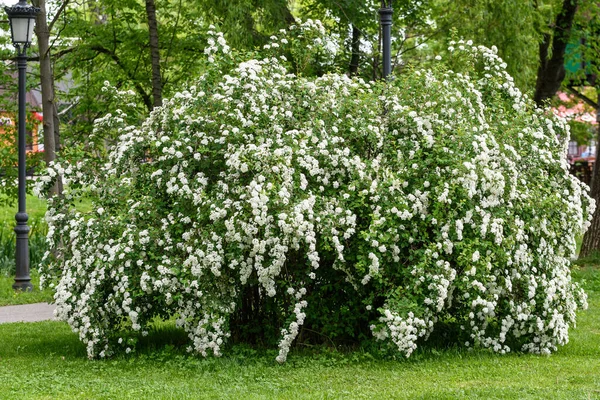 Großer Strauch Mit Weißen Blüten Von Spiraea Nipponica Schneehügelstrauch Voller — Stockfoto