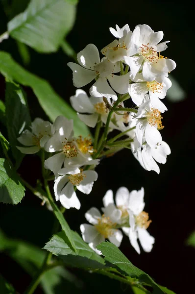 Μεγάλο Πράσινο Θάμνο Πολλά Ευαίσθητα Λευκά Τριαντάφυλλα Πλήρη Άνθιση Ένα — Φωτογραφία Αρχείου