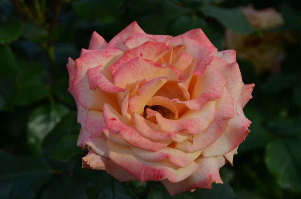 Velký Zelený Keř Jednou Svěží Jemnou Růžovou Růží Plném Květu — Stock fotografie