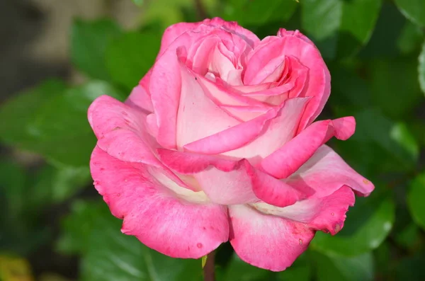 Velký Zelený Keř Jednou Svěží Jemnou Růžovou Růží Plném Květu — Stock fotografie