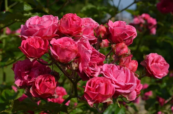 Gran Arbusto Verde Con Delicadas Rosas Rosadas Frescas Vivas Plena — Foto de Stock