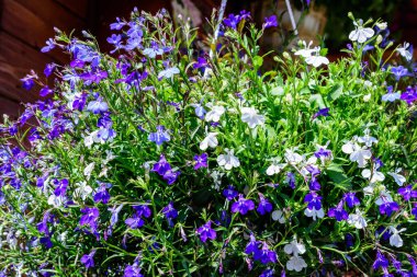 Lobelia 'nın safir bitkisinin parlak mavi ve beyaz çiçekleri güneşli bir yaz gününde bir saksıda, güzel açık hava çiçekleri