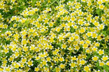 Many small white and yellow Limnanthes douglasii flowers, commonly known as Douglas' meadowfoam or poached egg plant, in a sunny spring garden, beautiful monochrome outdoor floral background clipart