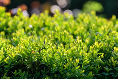 Çitlerde ya da güneşli bahar bahçesinde yetişen çalılıklarda yetişen bir çok yeşil yaprağın desenli doğal yeşil tek renkli arkaplanı