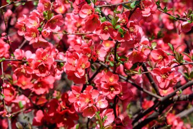 Japon ayva kuşu olarak da bilinen Chaenomeles Japon ayva çiçeğini, güneşli bir bahar bahçesindeki Maule ayvasını, güzel Japon çiçeklerinin çiçek arkaplanını, sakura 'yı kapatın.
