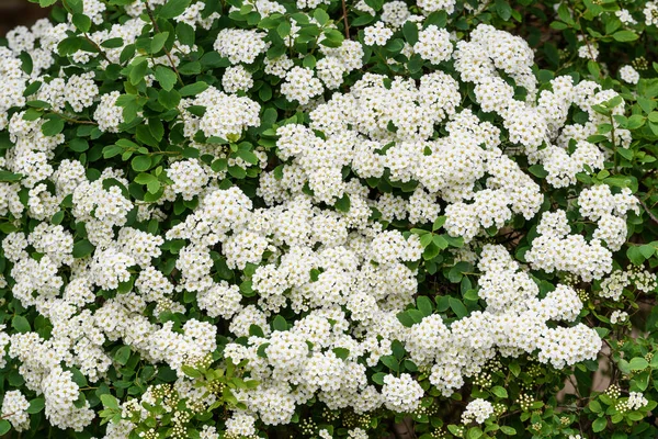 Close Branch White Flowers Spiraea Nipponica Snowmound Bush Full Bloom — Stock Photo, Image