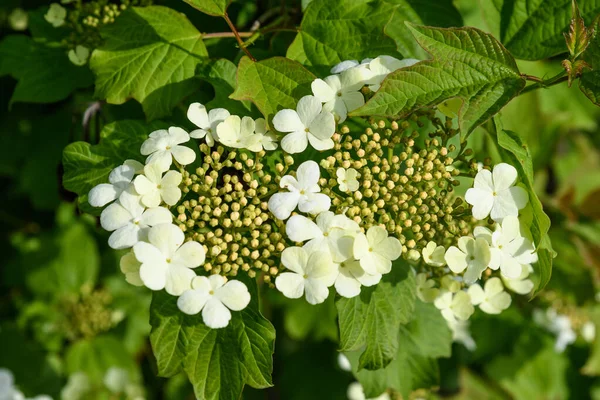 Arbusto Con Fiori Bianchi Della Pianta Viburnum Opulus Noto Come — Foto Stock