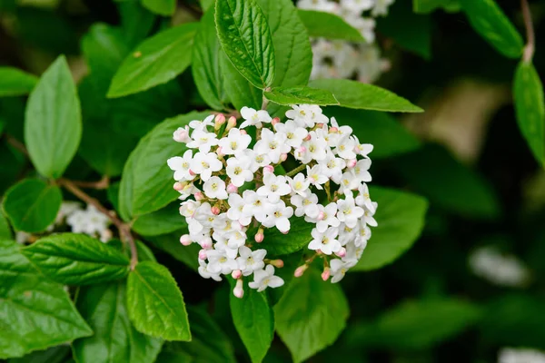 Arbuste Aux Fleurs Blanches Viburnum Opulus Connu Sous Nom Rose — Photo