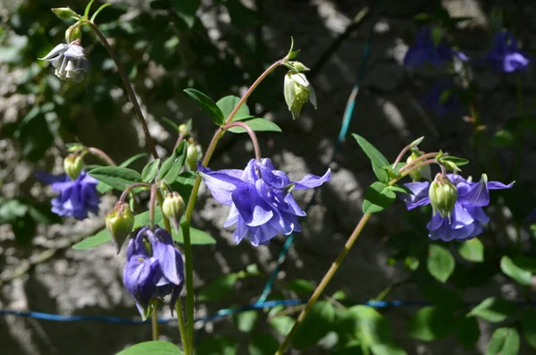 Nahaufnahme Der Blauen Blüten Von Aquilegia Vulgaris Europäische Akelei Blumen — Stockfoto