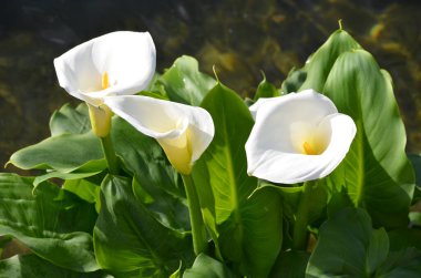 Güzel beyaz çiçekler ve Zantedeschia bitkisinin yeşil yaprakları, güneşli İspanyol yaz bahçesinde sıklıkla arum ya da kalla zambağı olarak bilinir, güzel açık hava çiçekli arka plan yumuşak odaklı fotoğraflanmış.