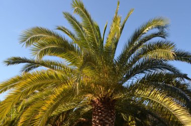 Yaprakları açık mavi gökyüzüne doğru uzanan büyük yeşil palmiye ağacı İspanya 'da gün batımında ılık sarı ışıkta, güzel açık havada tek renkli arka plan yumuşak odaklı fotoğraflanmış.