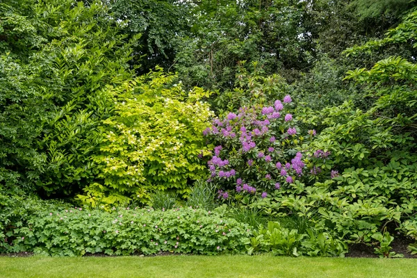 日当たりの良い春の日に庭で野生の緑の木と草を持つ最小限のモノクロスコットランドの風景 柔らかい焦点で撮影 — ストック写真