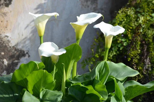 Schöne Frische Weiße Blüten Und Grüne Blätter Der Zantedeschia Pflanze — Stockfoto