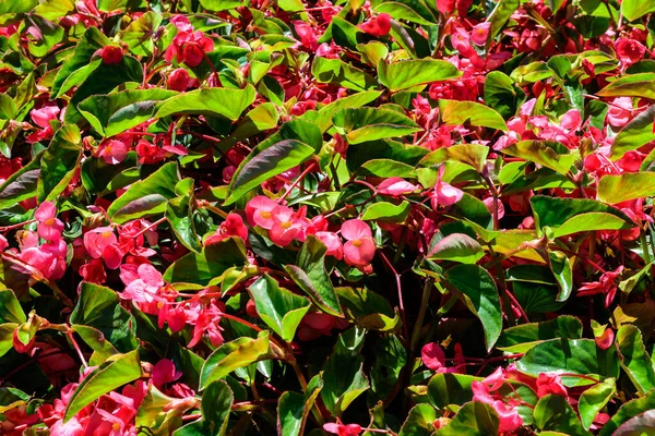 Közel Finom Kis Piros Begónia Virágok Friss Zöld Levelek Egy — Stock Fotó