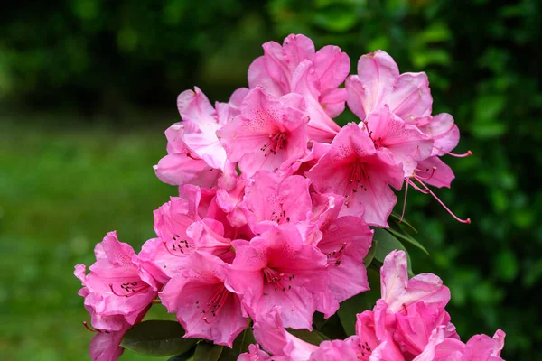 Bush Finom Rózsaszín Bíbor Virágok Azálea Vagy Rododendron Növény Egy — Stock Fotó