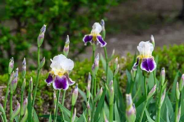 Gros Plan Nombreuses Fleurs Iris Bleu Blanc Sur Vert Dans — Photo