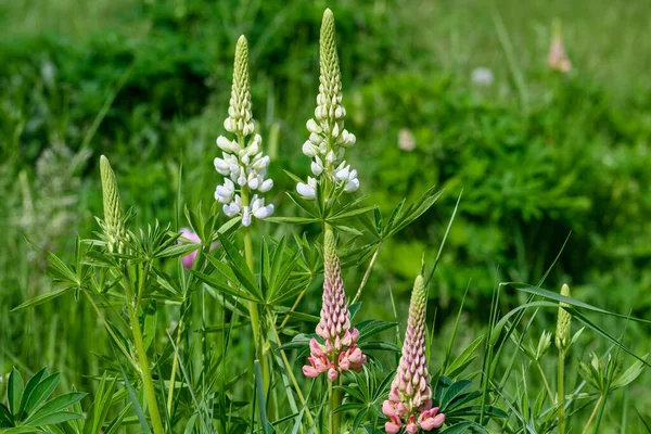 Gros Plan Fleurs Roses Blanches Lupinus Communément Appelé Lupin Lupin — Photo