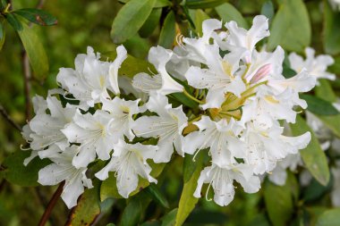 Açelya 'nın narin beyaz çiçekleri çalılığı ya da güneşli bir Japon baharı bahçesinde Rhododendron bitkisi, güzel bir açık hava çiçeği arka planı.