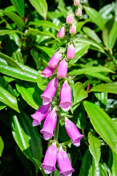 Närbild Levande Rosa Blommor Digitalis Allmänt Som Dhandskar Full Blom — Stockfoto