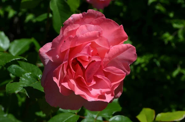 Primer Plano Una Rosa Rosa Clara Grande Delicada Plena Floración — Foto de Stock