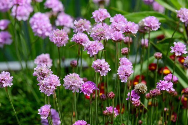 Κοντινό Πλάνο Από Μικρά Ζωηρά Ροζ Λουλούδια Του Φυτού Armeria — Φωτογραφία Αρχείου