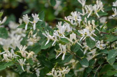 Büyük yeşil çalı, Lonicera Periclymenum bitkisinin taze beyaz çiçekleri, yaygın olarak bilinen Avrupa hanımeli veya ağaçkakanı güneşli bir yaz gününde bahçede, güzel bir açık hava çiçekli arka planda.