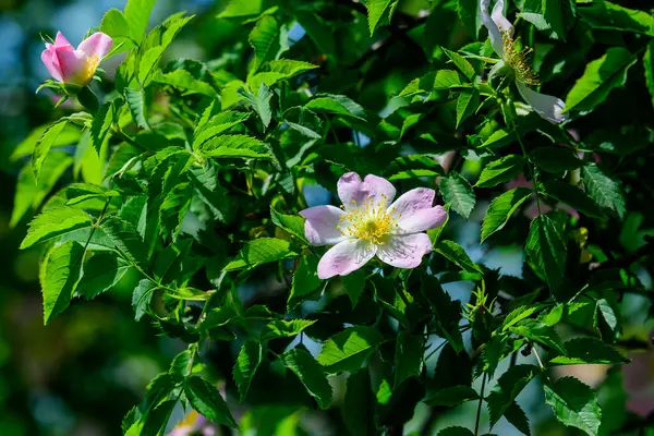 Gran Arbusto Verde Con Rosas Color Rosa Claro Fresco Hojas —  Fotos de Stock