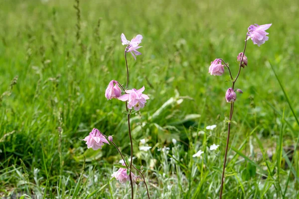 Close up of light pink flowers of Aquilegia Vulgaris, European columbine flowers in garden in a sunny spring day, beautiful outdoor floral background photographed with soft focus