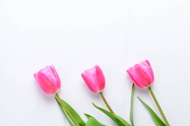 Beyaz boyanmış ahşap bir masa üzerinde üç küçük canlı pembe lale çiçeği ve yeşil yapraklar yan görünümü, küçük odak ile fotoğraflanmış güzel kapalı çiçek arka planı