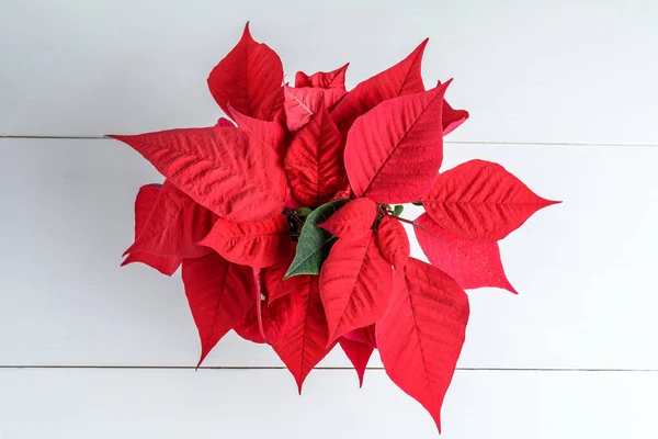 Верхній Вид Делікатної Декоративної Червоної Вказівки Euphorbia Pulcherrima Відомий Різдвяна — стокове фото