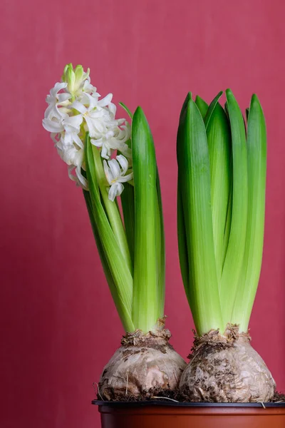 Közelkép Egy Finom Világos Fehér Jácint Vagy Jácintvirág Teljes Virágban — Stock Fotó