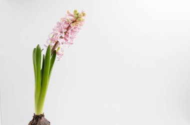 Açık pembe bir Hyacinth ya da Hyacinthus çiçeğini kapayın. Stüdyo fotoğrafında beyaz arka planda izole edilmiş bir saksıda çiçek açsın.