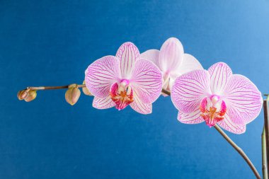 Beyaz ve canlı Pembe Phalaenopsis orkide çiçeklerini kapayın koyu mavi stüdyo arka planında tamamen çiçek açın. 