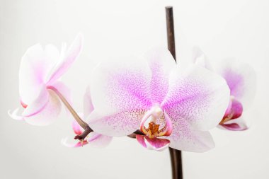 Beyaz stüdyo arka planında, narin beyaz ve canlı Phalaenopsis orkidesinin çiçeklerine yakın. 