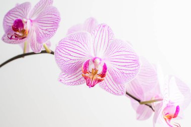 Beyaz stüdyo arka planında, narin beyaz ve canlı Phalaenopsis orkidesinin çiçeklerine yakın. 